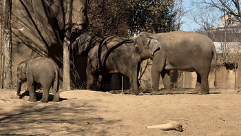 Asian elephants at the St. Louis Zoo. Image by Christianne Klein