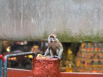 A playful monkey inside the Batu Caves.
