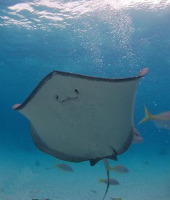 A stingray at "The Tank".