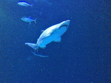 One of the 2,000 different animals at Shark Reef Aquarium at Mandalay Bay.  Image by Dan Sattel.  