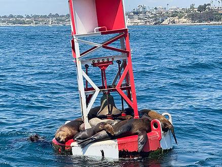 California Sea Lions lounging on buoys near our ship.  Image by Christianne Klein.