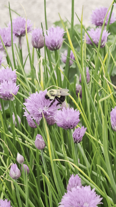 Even bees appreciate the delicious flavor of chives. Video by Physical Pixel.