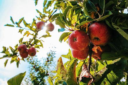 Apple picking is a staple in fall in America.  Image by Tom Swinnen.