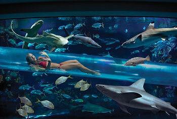 Want to swim with sharks in Las Vegas without actually “swimming” with sharks? We did too. Our review of “The Tank”