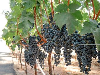 Grapes in Napa Valley, California